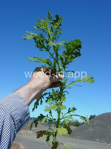 groundsel, woodland